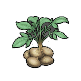 Piper Potato