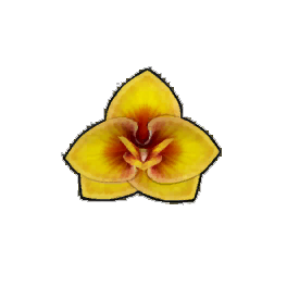Lionsmane Orchid