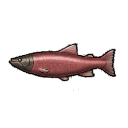 Sockeye Salmon