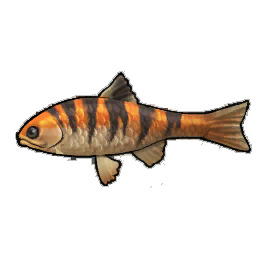 Tiger Trout