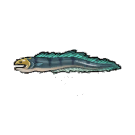 Greater Eel