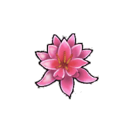 Broad Water Lily