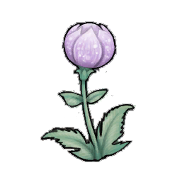 Violet Globeplant