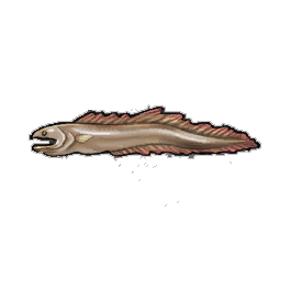 Lesser Eel