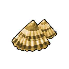 Tiger Limpet
