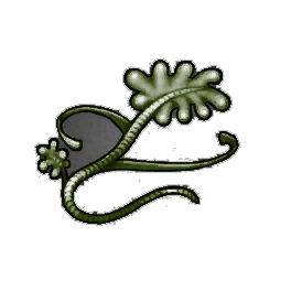 Kombu Kelp