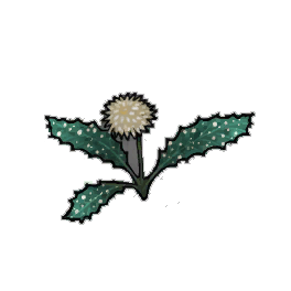 Speckleburst Dandelion