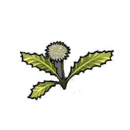 Horned Dandelion
