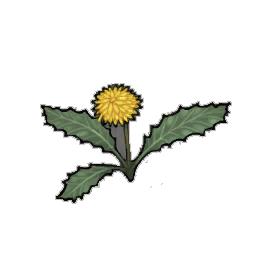 Streaky Dandelion