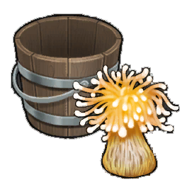 Elegant Anemone