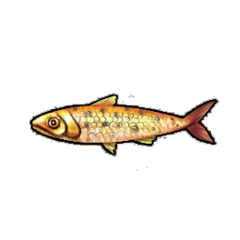 Goldstripe Sardines