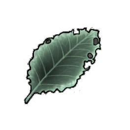 Hairy Dock Leaf