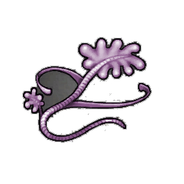 Violet Tide Kelp