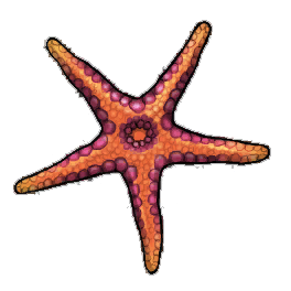 Firebrick Starfish