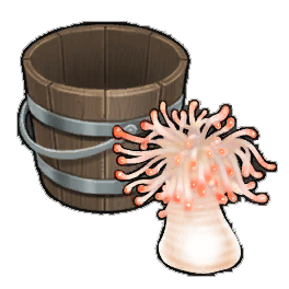 Gem Anemone