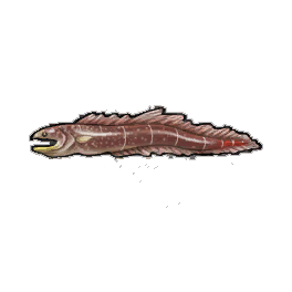 Conger Eel