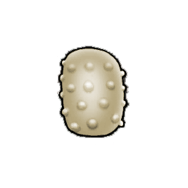 Firm Rind Bitterfruit
