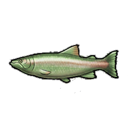 Pink Salmon