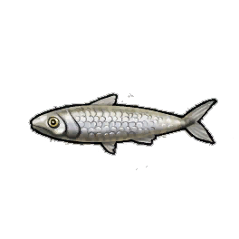 White Sardines