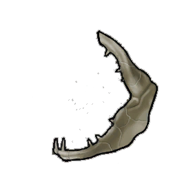 Brittle Shark Jaw