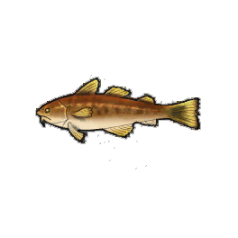 Waltzing Cod
