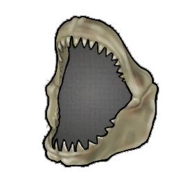 Intact Shark Jaw