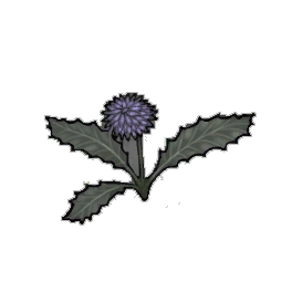 Grayclock Dandelion