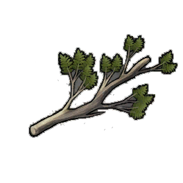 Fine Cypress Branches