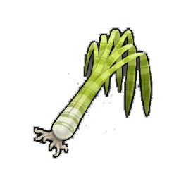 Banded Leek