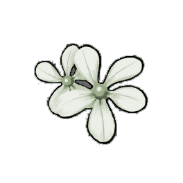 White Periwinkle