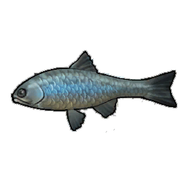 Steelhead Trout