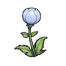 Brilliant Globeplant
