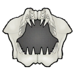 Great White Shark Jaw