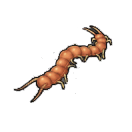 Orange Centipede