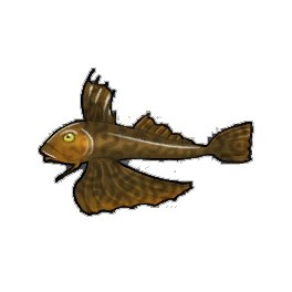 Tub Gurnard