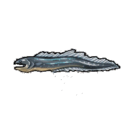 Gray Eel