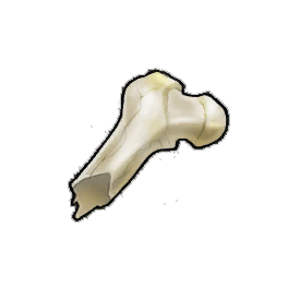 Chunky Femur Shard