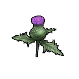 Scepter Thistle