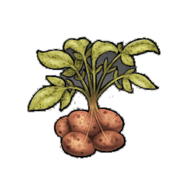 Calystra Potato