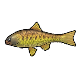 Gila Trout
