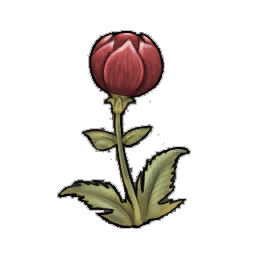 Drake Globeplant