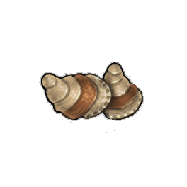 Beach Oyster