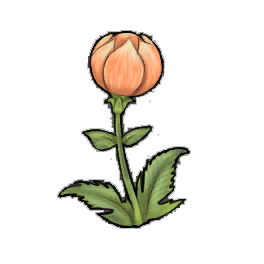 Mantua Globeplant