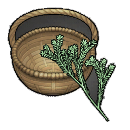 Rex Rosemary