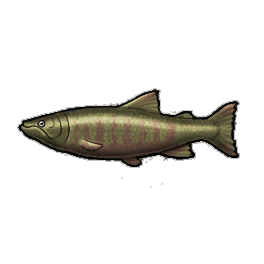 Chum Salmon