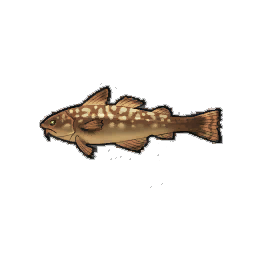 Mosaic Cod