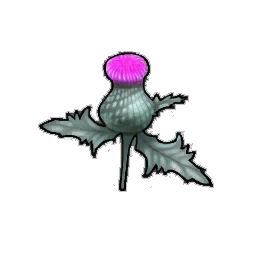 Paradox Thistle
