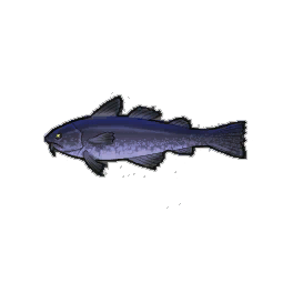 Tempest Cod