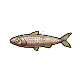 Mellow Sardines