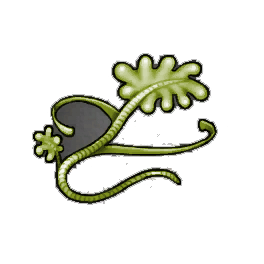 Bulbous Kelp